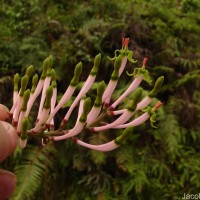 Dendrophthoe falcata (L.f.) Ettingsh.